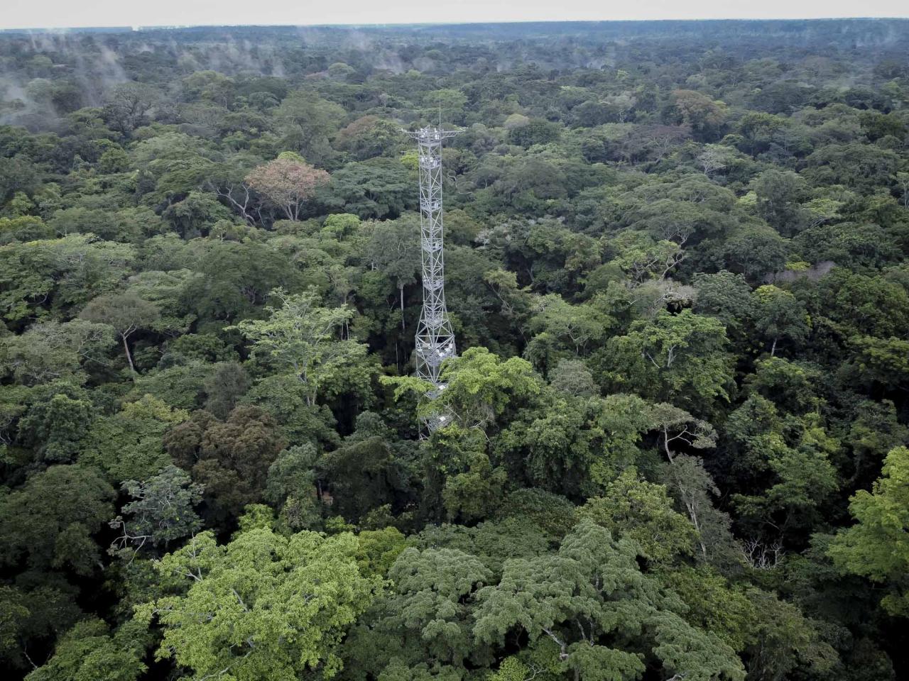 This aerial view shows trees in the Yangambi forest with the flux tower, 100 km from the city of Kisangani, in the Tshopo province, northeast of the Democratic Republic of the Congo on September 2, 2022. - The 55-meter high Flux Tower, which quantifies the carbon, absorbed or emitted by the forest, stands in the lush setting of the Yangambi biosphere reserve, which covers some 250,000 hectares along the Congo River, in the province of Tshopo. (Photo by Guerchom Ndebo / AFP)