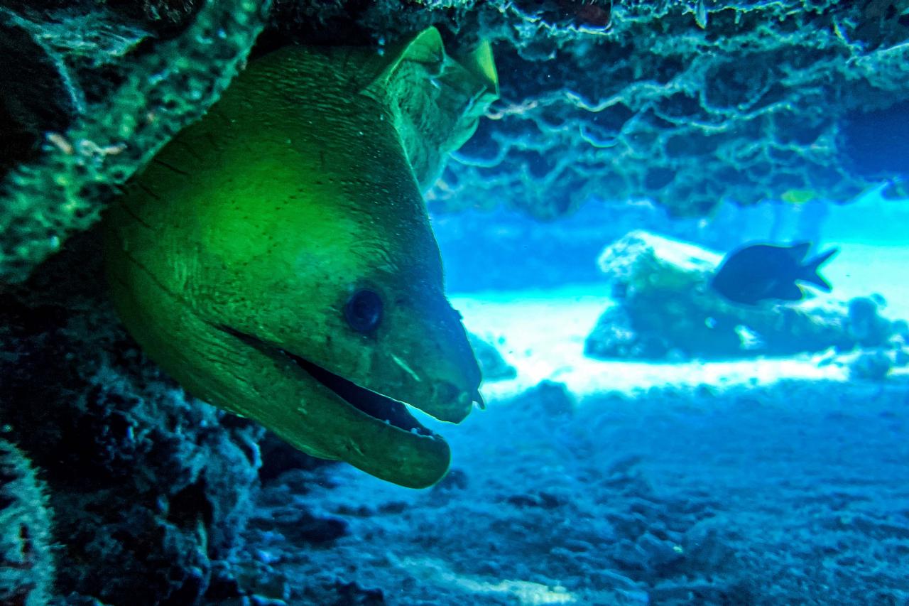 A green moray eel at the man-made Neptune Memorial Reef, 3.25 miles (5.2 kms) off the coast of Key Biscayne, Florida, on May 14, 2022. - The memorial, which opened in 2007, is a columbarium 3.25 miles (5.2 km) off the coast of Key Biscayne, Florida, at a depth of 40 feet (12 meters.) The ashes of Chef Julia Child were interred in the reef upon her death in 2004. (Photo by CHANDAN KHANNA / AFP)