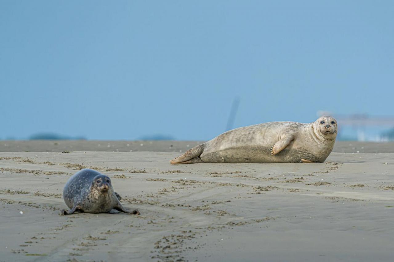 Zeehonden spotten vanop het Grevelingenmeer of in de Oosterschelde.