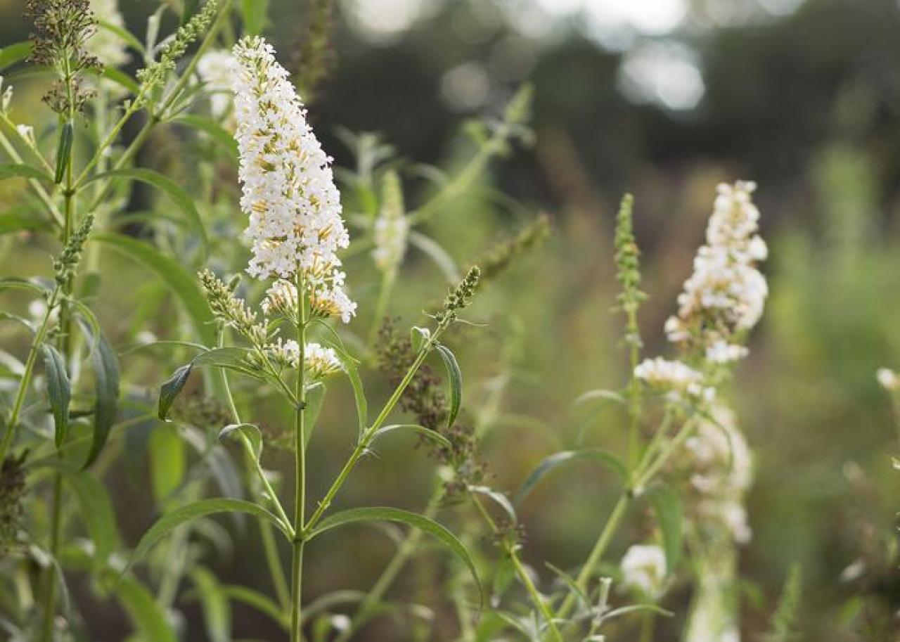 Buddleja davidii ‘White Profusion’: wit