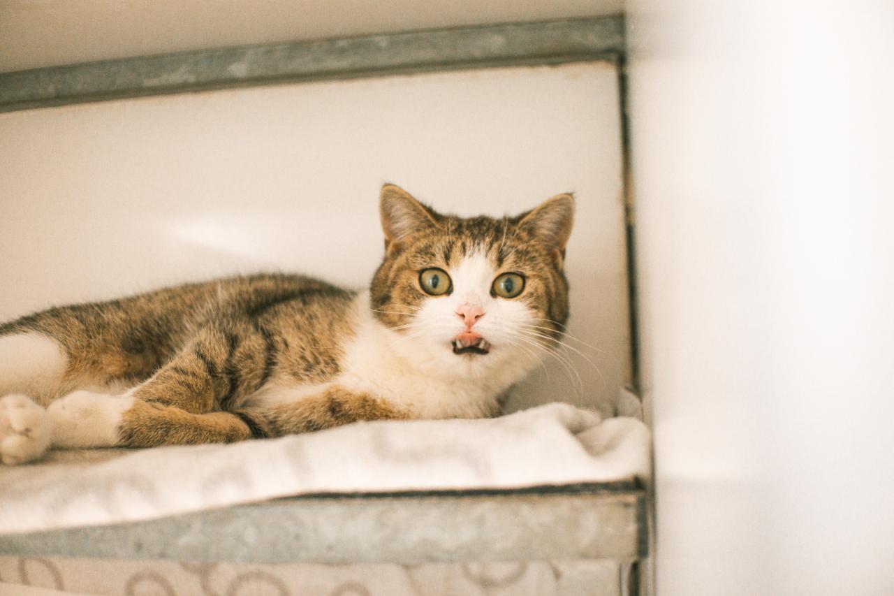 Commy (niet beschikbaar voor adoptie)