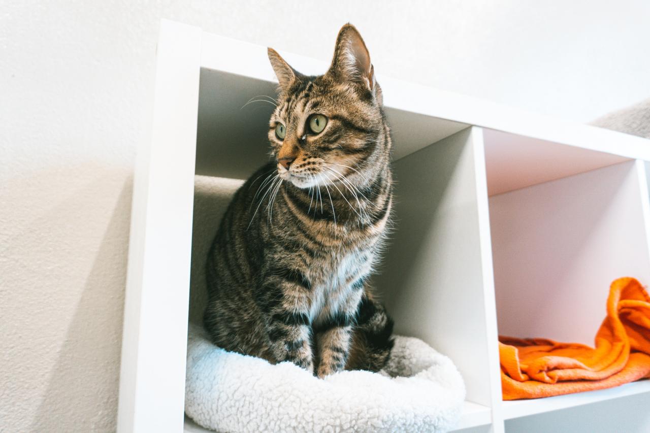 Matteo