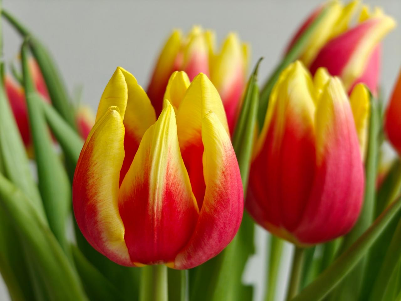 De tulpen op de achtergrond krijgen een natuurlijk bokeh-effect mee.