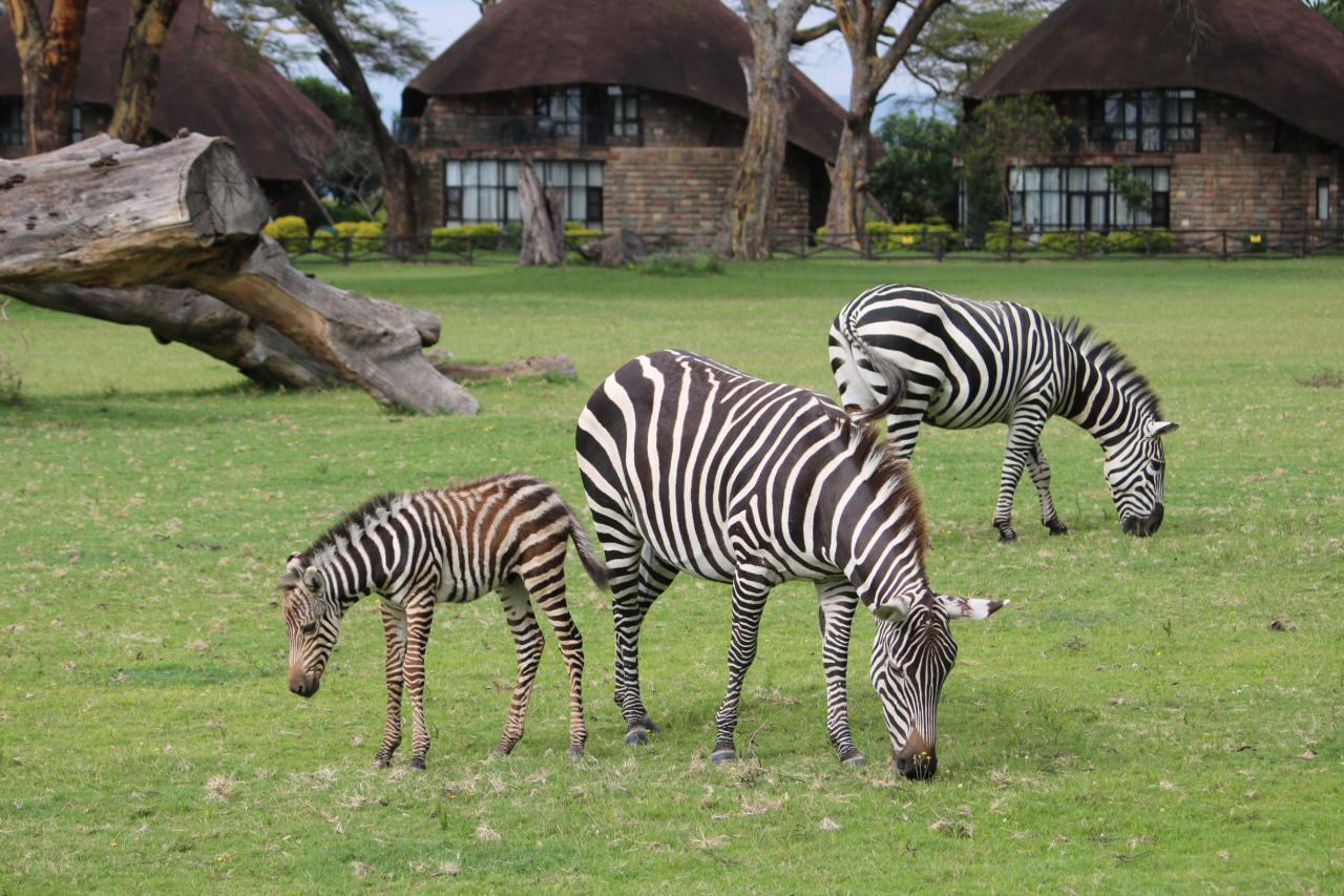 In het Lake Naivasha Sopa Resort grazen onder meer zebra’s, waterbokken en giraffen.