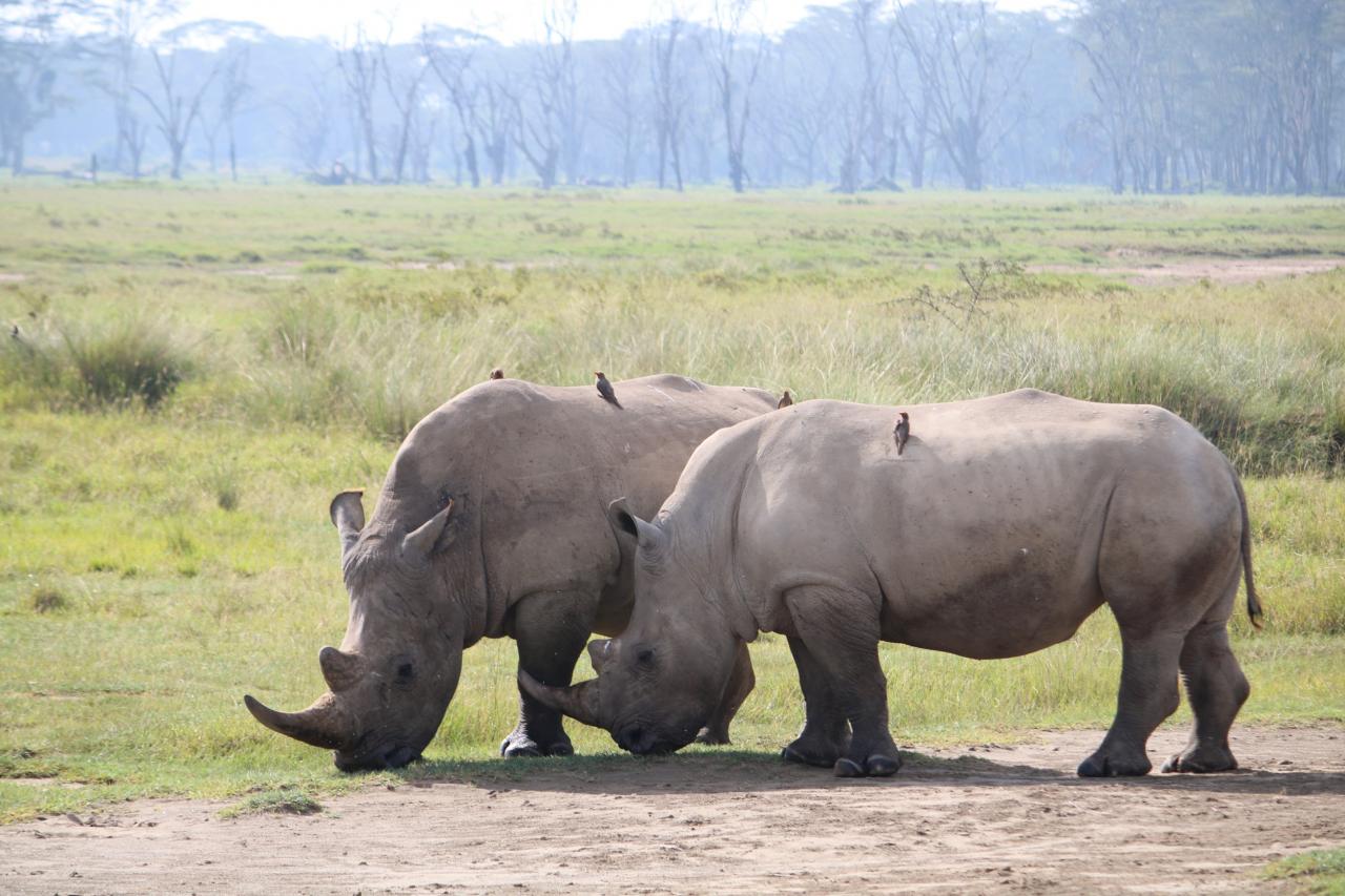 Lake Nakuru National Park.