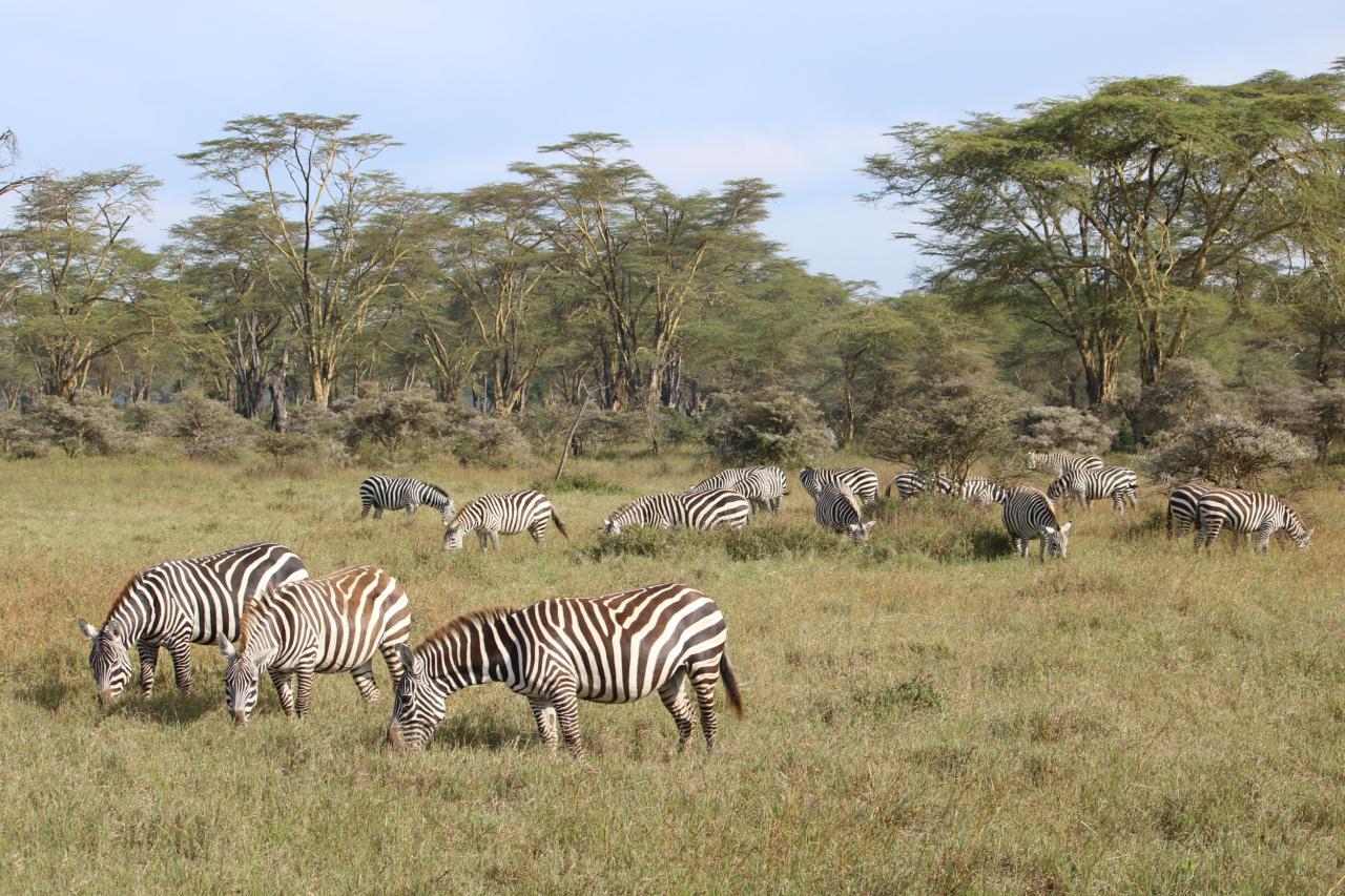 Lake Nakuru National Park.