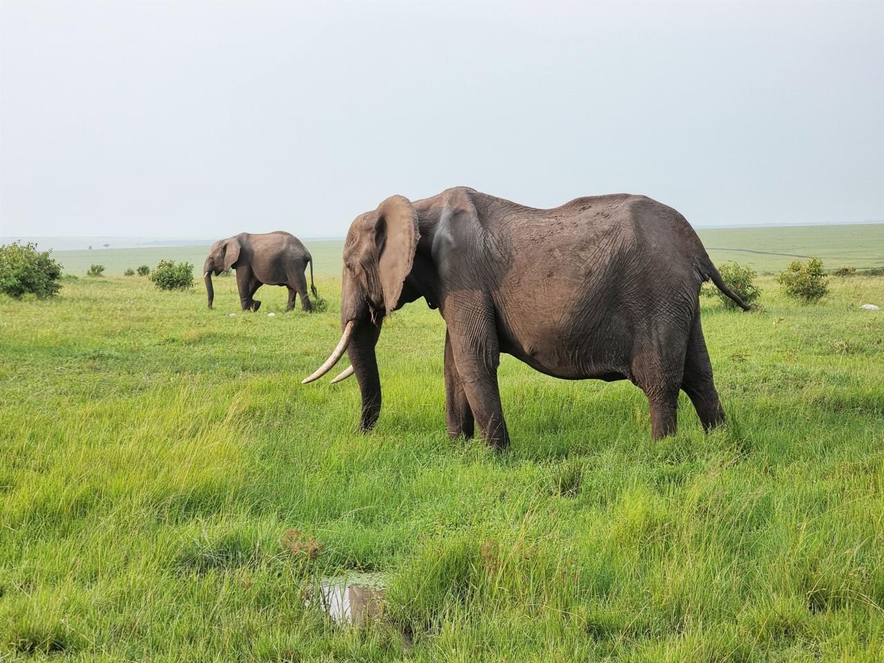 Dankzij elektrische safariwagens kunnen bezoekers het wildlifebestand in de Masai Mara van dichtbij bewonderen.