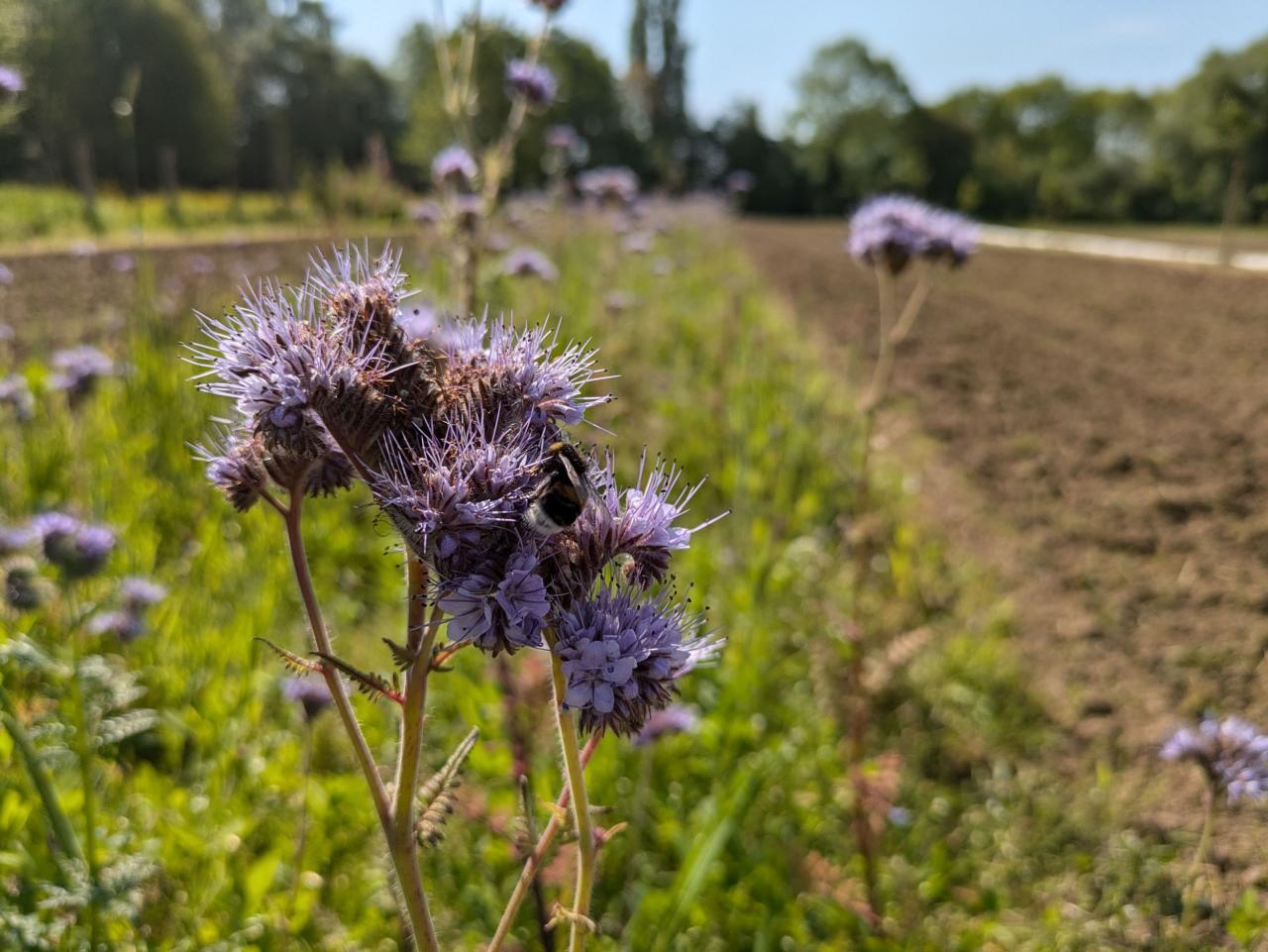 Enkele voorbeeldfoto’s genomen met de Google Pixel 8a.