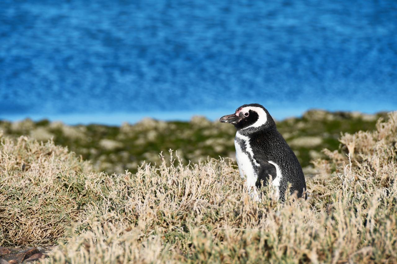 Een van de duizenden magelhaenpinguins.