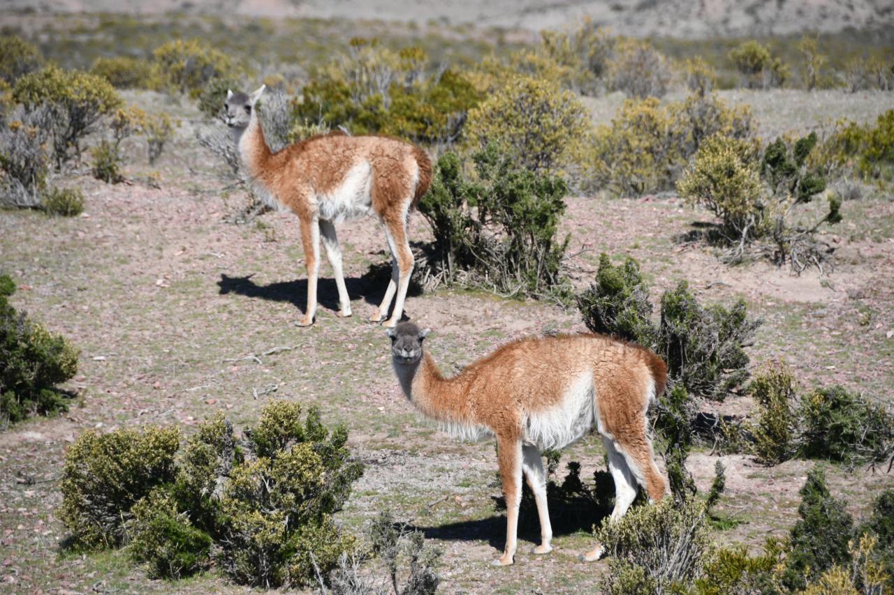 Guanacos of wilde lama's.