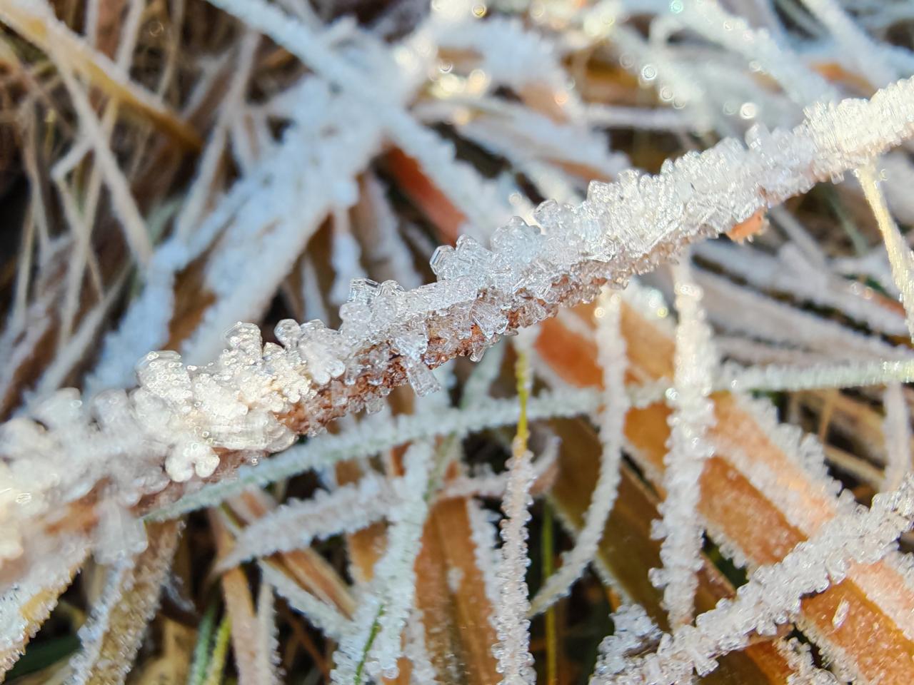 Enkele portretten, landschappen en macro-opnames gemaakt met de Honor Magic7 Pro.