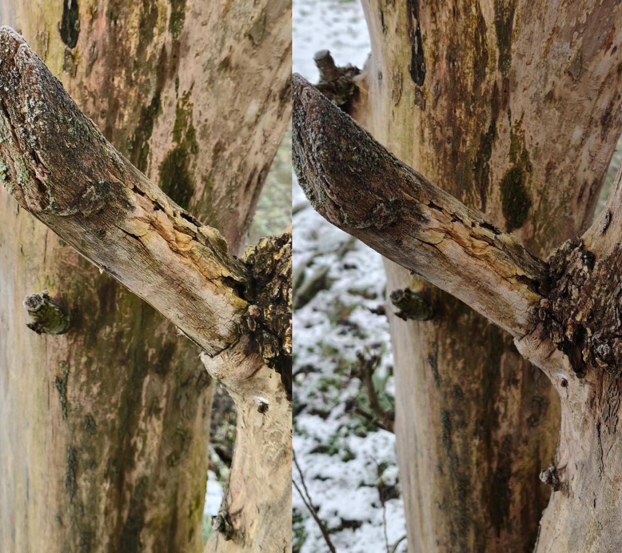 La photo de gauche a été prise avec l'Oppo Reno 12 Pro, celle de droite avec l'Oppo Find X8 Pro.