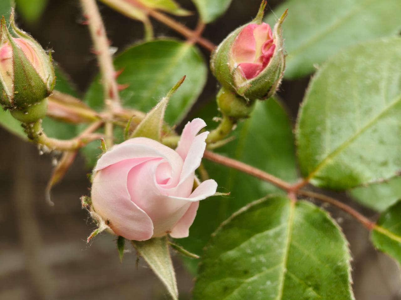 Met de kleurechtheid van de foto's zit het wel snor.