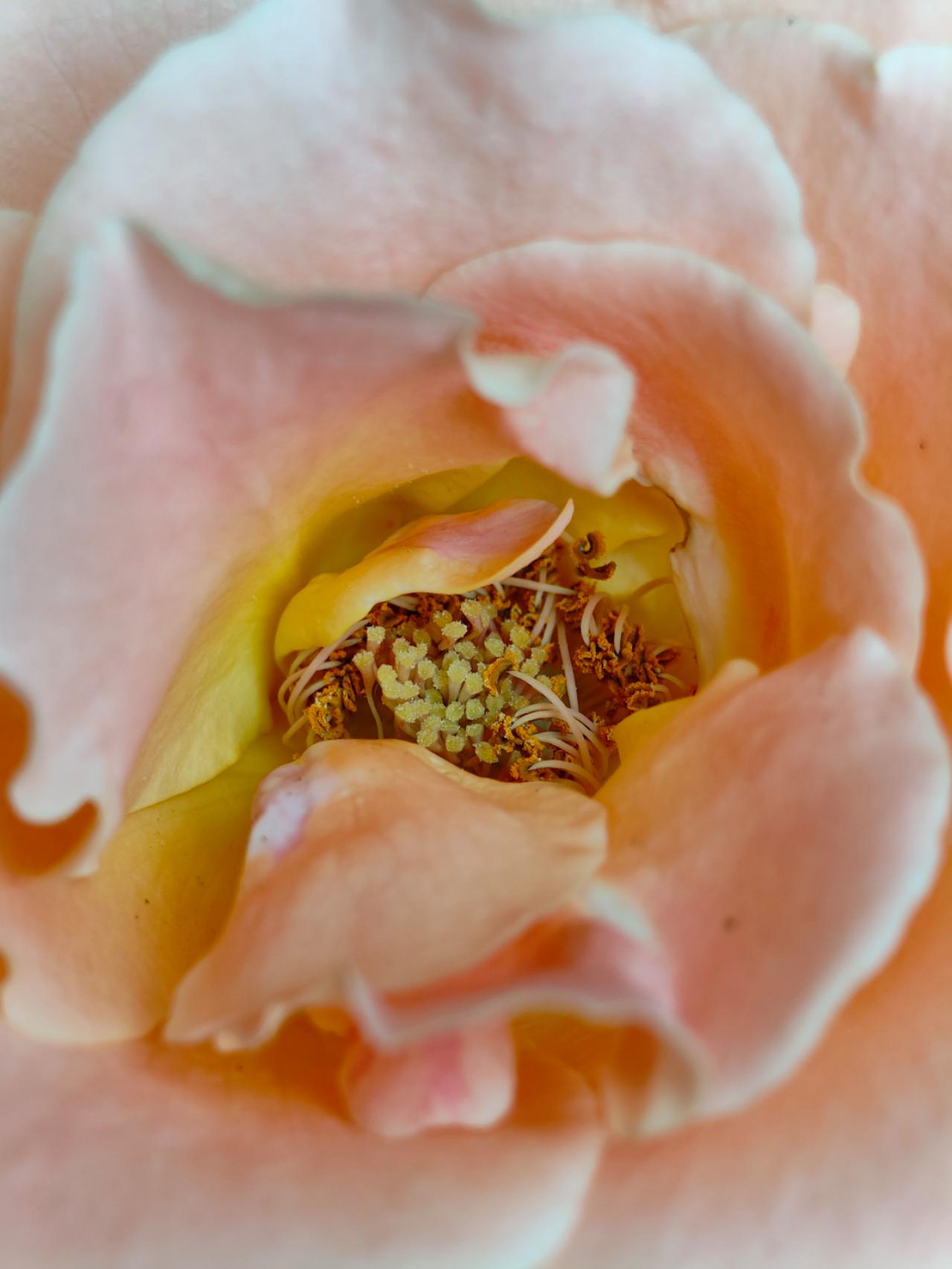 Gros plan d'une rose.