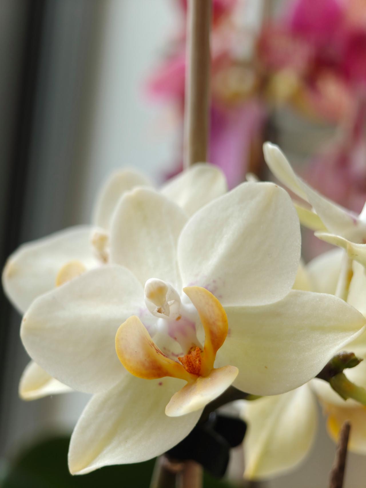 Une orchidée en mode portrait.