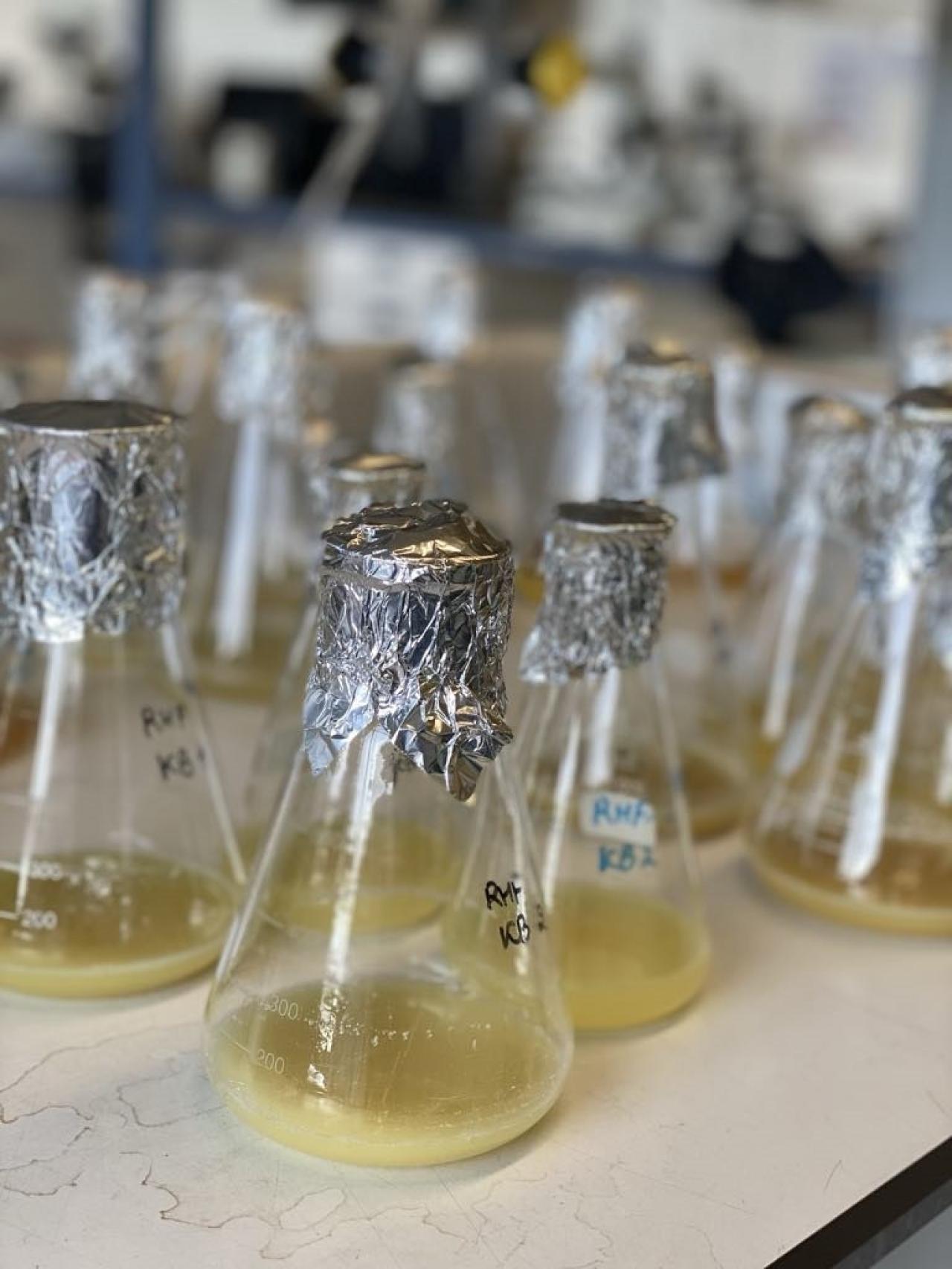 Bacteriën produceren biopesticiden die schimmels onderdrukken.