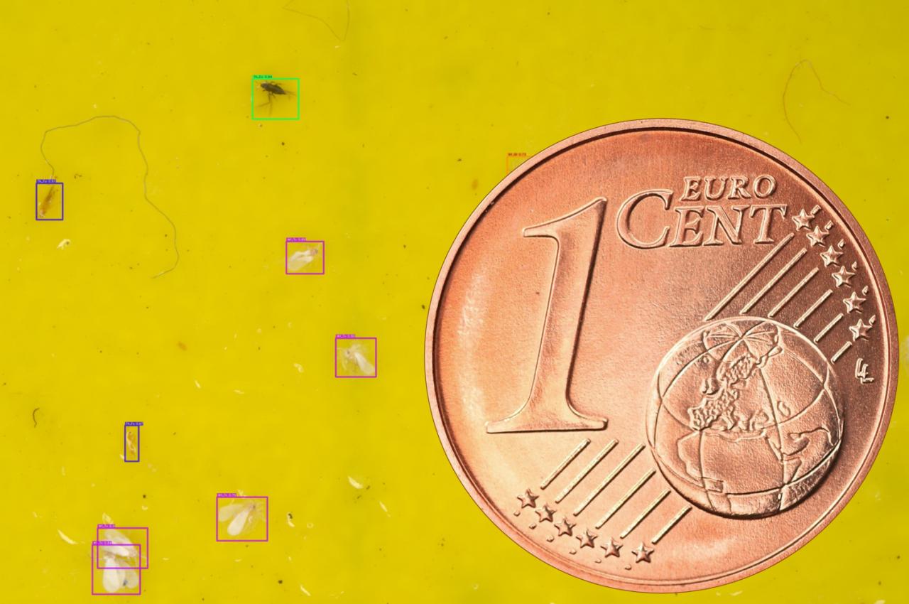 ‘Voor telers is het extreem tijdrovend om alle vangplaten te bestuderen. De insecten zijn maar een paar millimeter groot en lijken sterk op elkaar.’