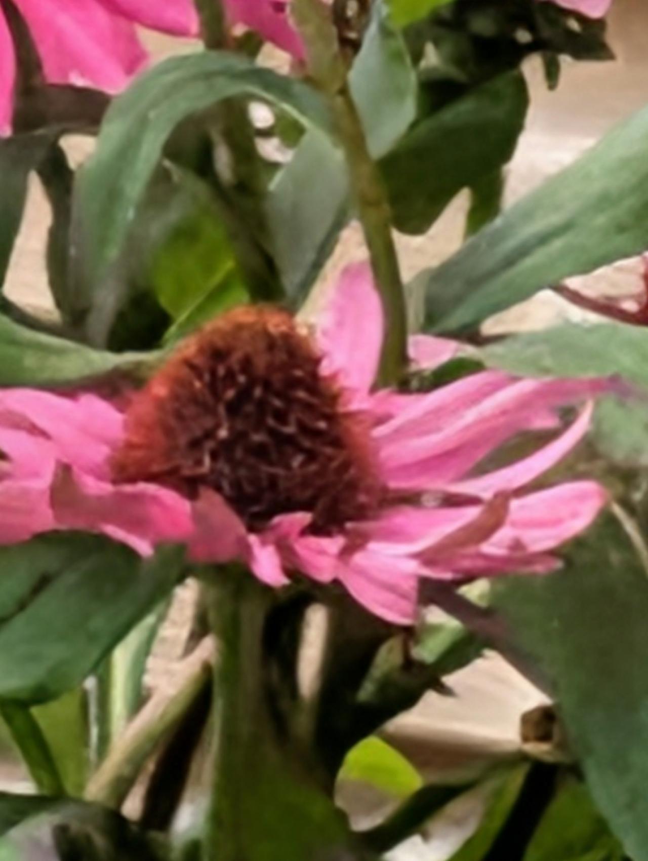 Dit is hoe een 100x ingezoomde foto er uit ziet vooraleer AI ermee aan de slag gaat