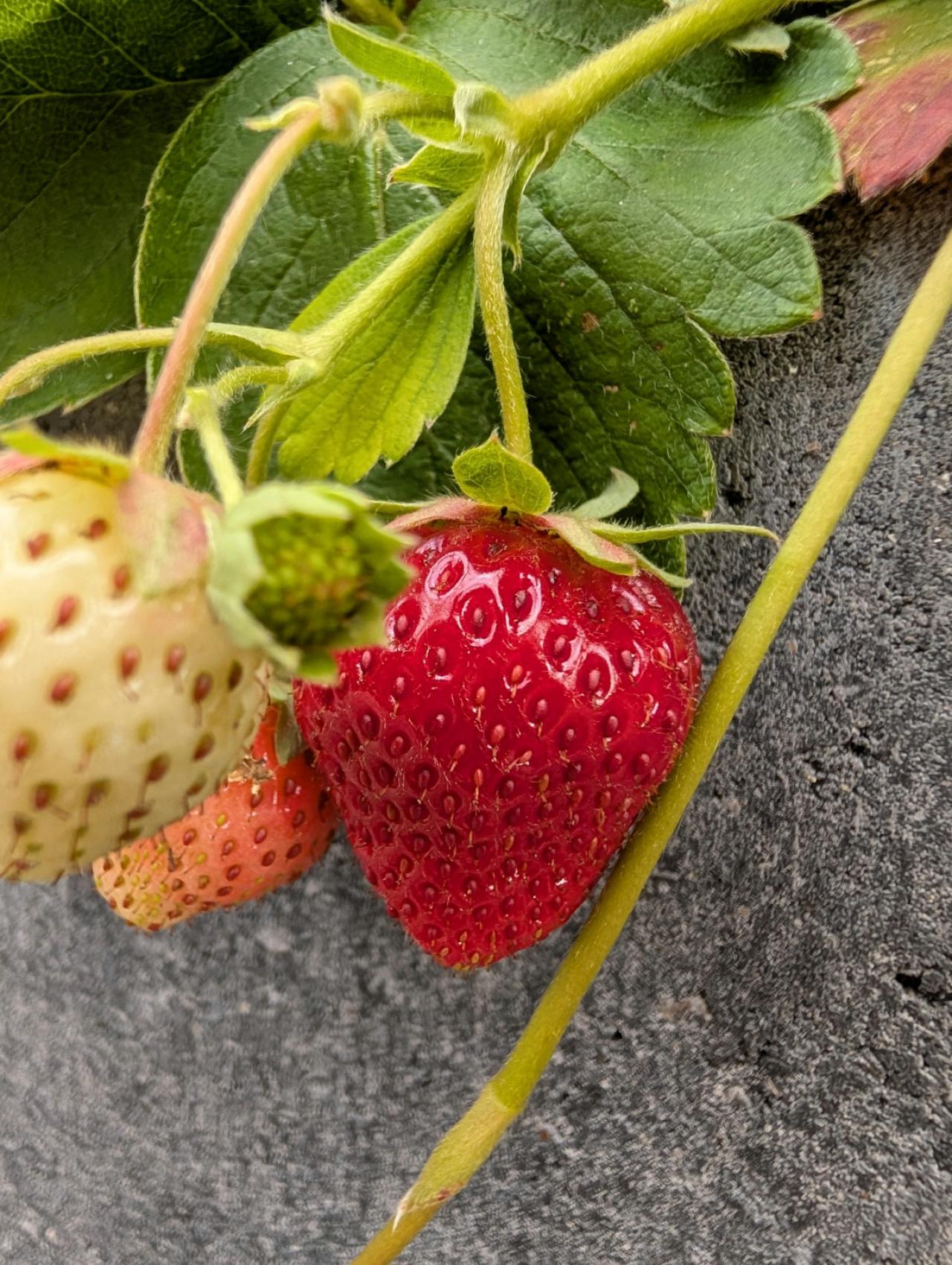 Enkele foto’s, gemaakt met de Google Pixel 10 Pro XL.