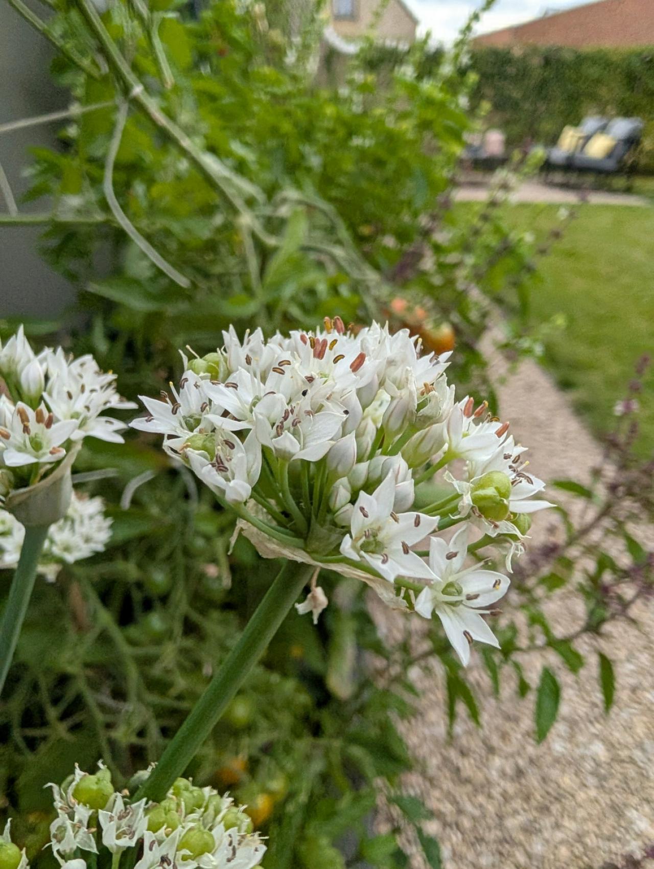Enkele foto’s, gemaakt met de Google Pixel 10 Pro XL.