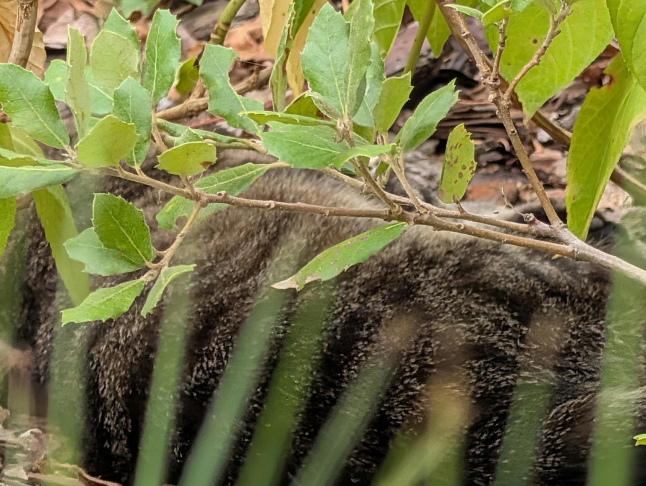 Enkele foto’s, gemaakt met de Google Pixel 10 Pro XL.