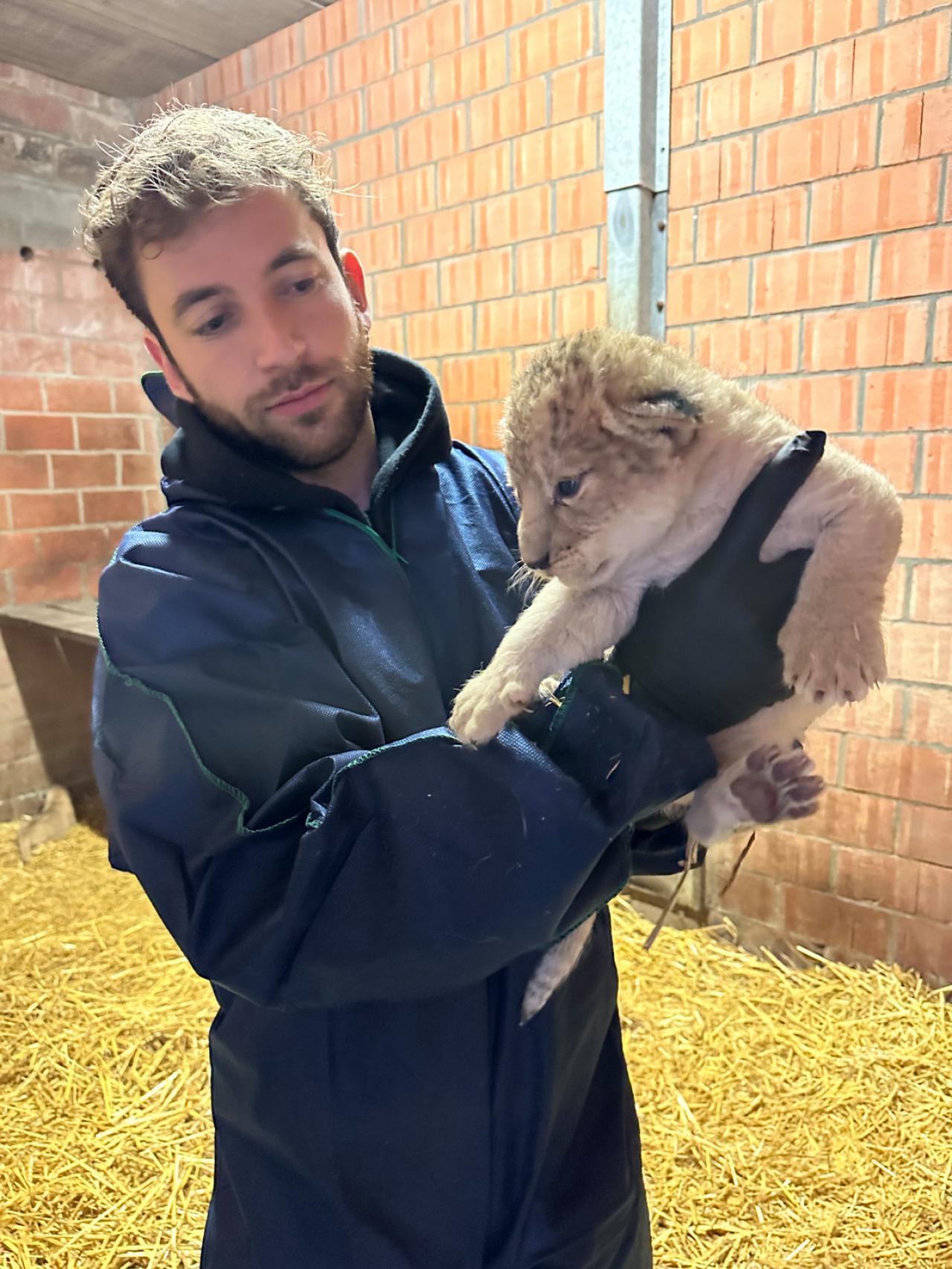 Bellewaerde verwelkomt twee jonge noordelijke leeuwenwelpen. (foto’s Bellewaerde)