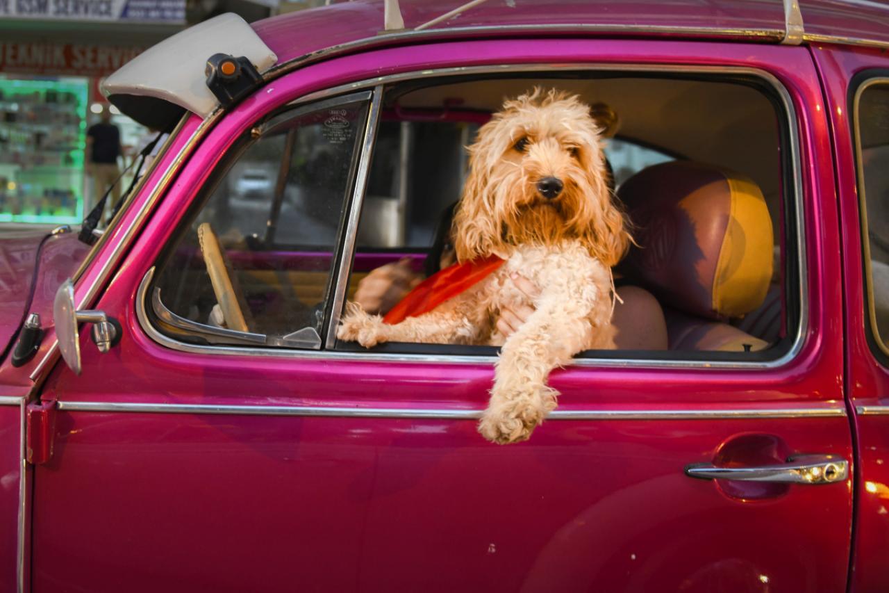 Comedy Pet Team Favourite: Mehmet Asland met 'Chauffeur Dog'
