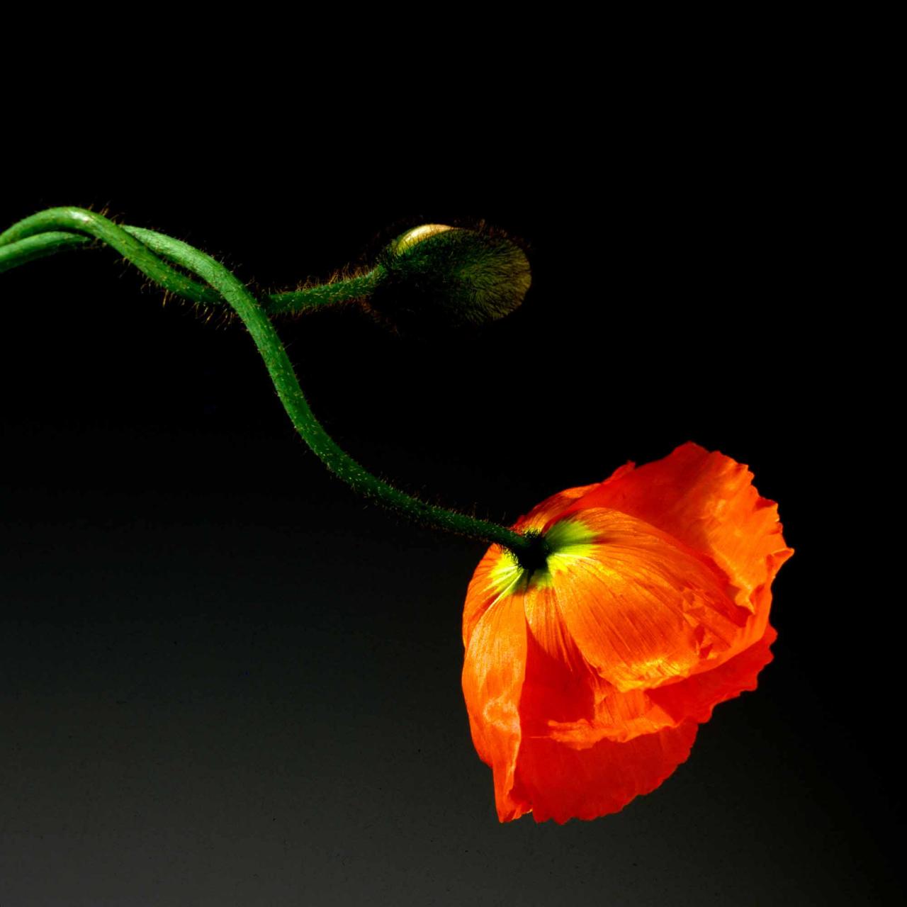 Poppy, Robert Mapplethorpe, 1988
De Robert Mapplethorpe, Fragile Beauty donne à voir les portraits de ses proches à la beauté froide et cérébrale, ses gros plans de corps masculins à l’homo­érotisme palpable. Mais aussi ces coquelicots délicats conçus comme des natures mortes, des memento mori fragiles.