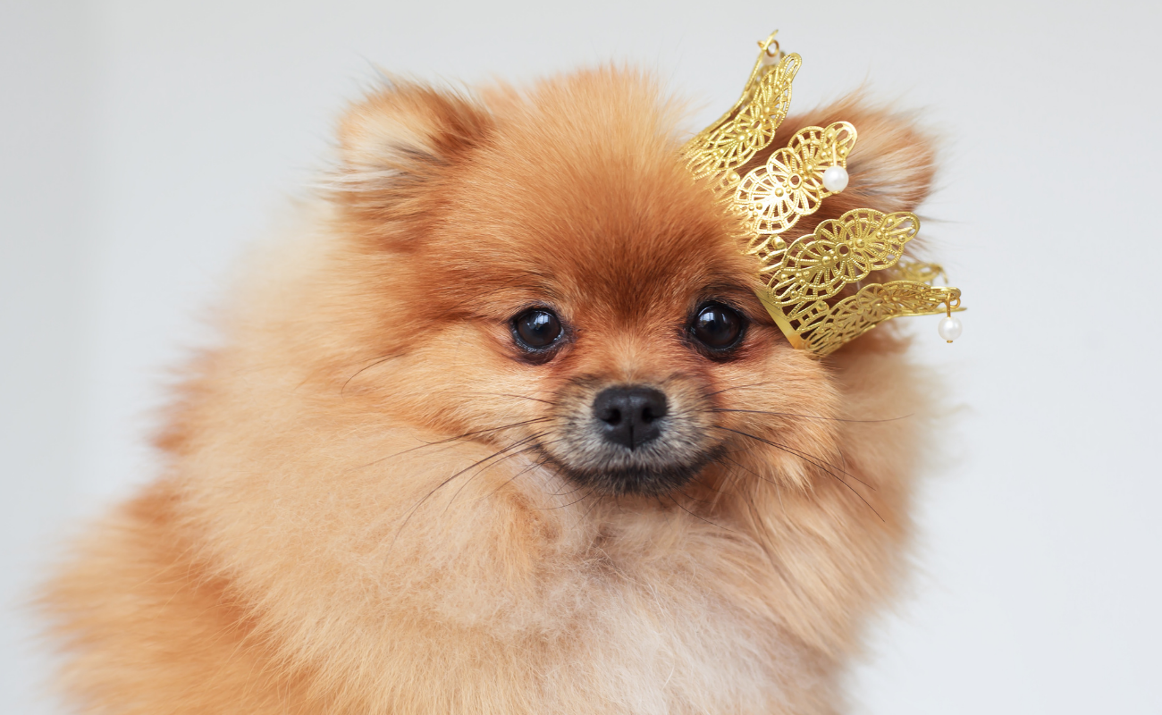 Ce sont d'excellents chiens de concours