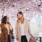 Un festival de cerisiers en fleurs enchantera bientôt la Belgique