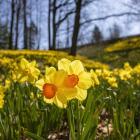 Champs de jonquilles