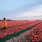 Les plus beaux endroits où admirer les tulipes aux Pays-Bas