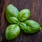 basilic
