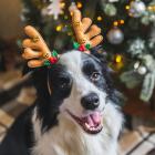 Noel chien joyeux noel