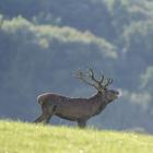 brame du cerf