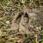 traces animaux forêts