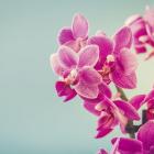 Roze orchidee op blauwe achtergrond.