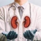 Afbeelding van een dokter in een witte jas met nieren boven zijn handen.