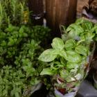 kruidenplantjes