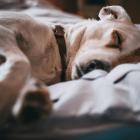hond