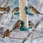 Zwermen mussen op een vogelvoederbak met zaad in de winter.