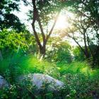 Groene weelderige tuin met laag zonlicht