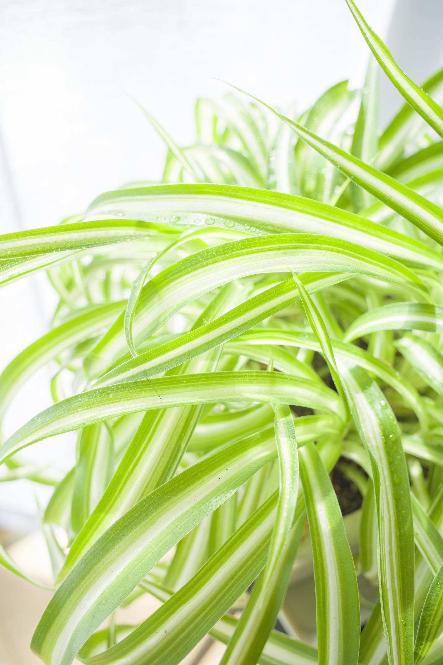 Graslelie (Chlorophytum)