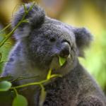 Les Koalas De Pairi Daiza Nous Font Craquer