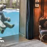 Dans le bassin des ours polaires, en France