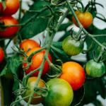 Onrijpe tomaten