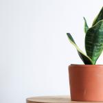 Sanseveria