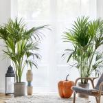 Salonpalm