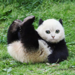 Le chat-panda