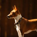 Basenji
